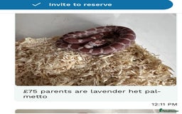 Corn Snake reptiles for sale: Corn snakes baby corn snakes  - Image 6