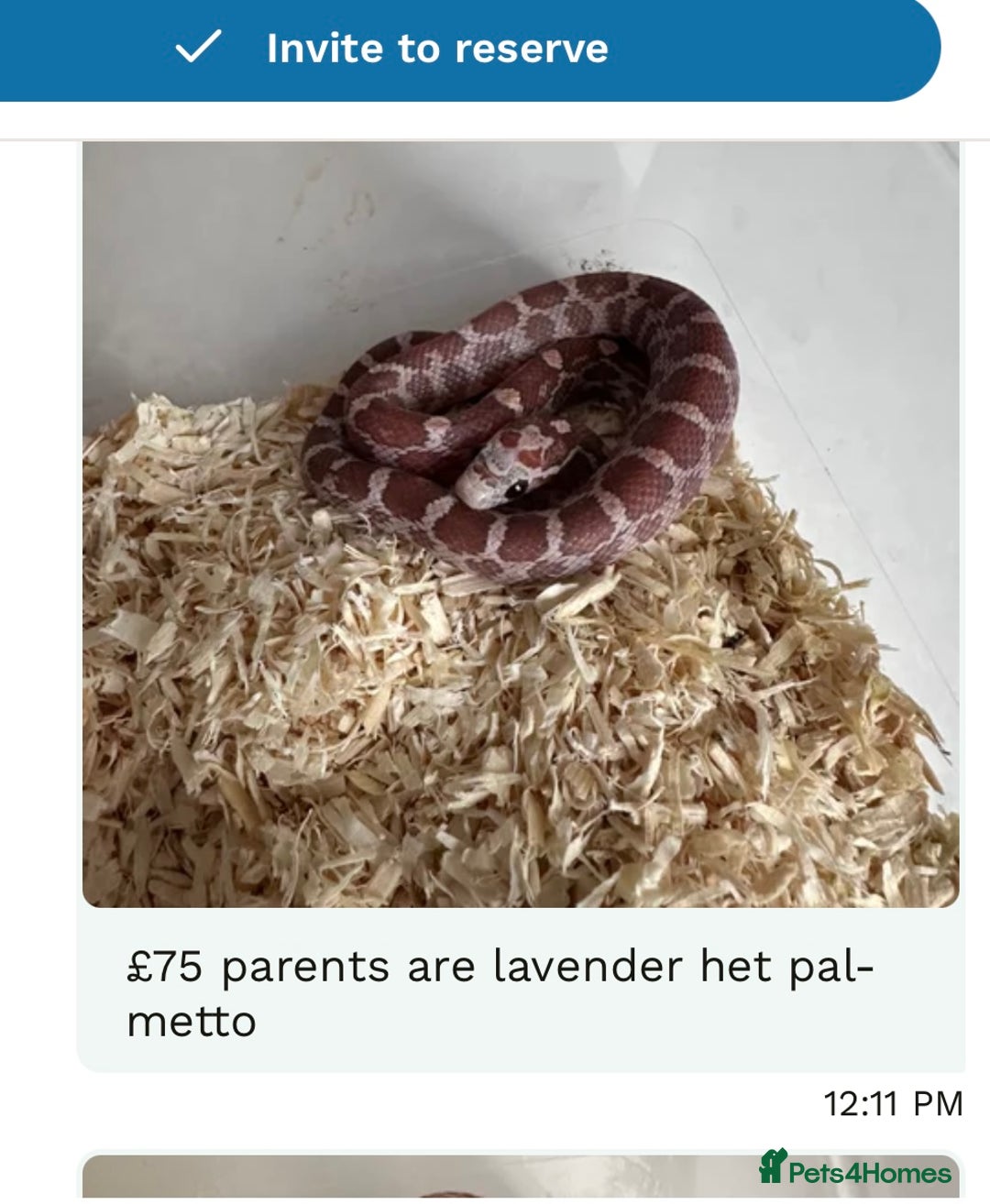 Corn Snake reptiles for sale: Corn snakes baby corn snakes  - Image 6
