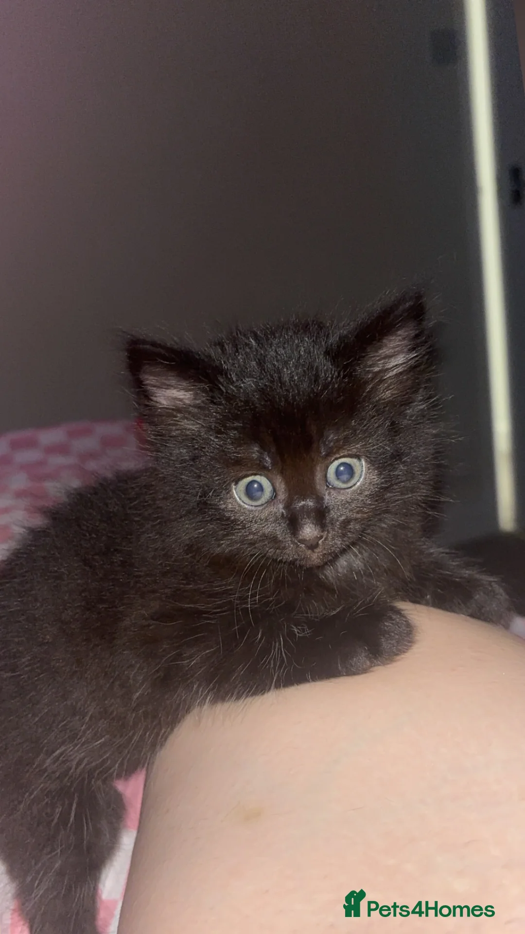 British Longhair cats for sale: British longhairs/ragdoll black male  - Advert 2