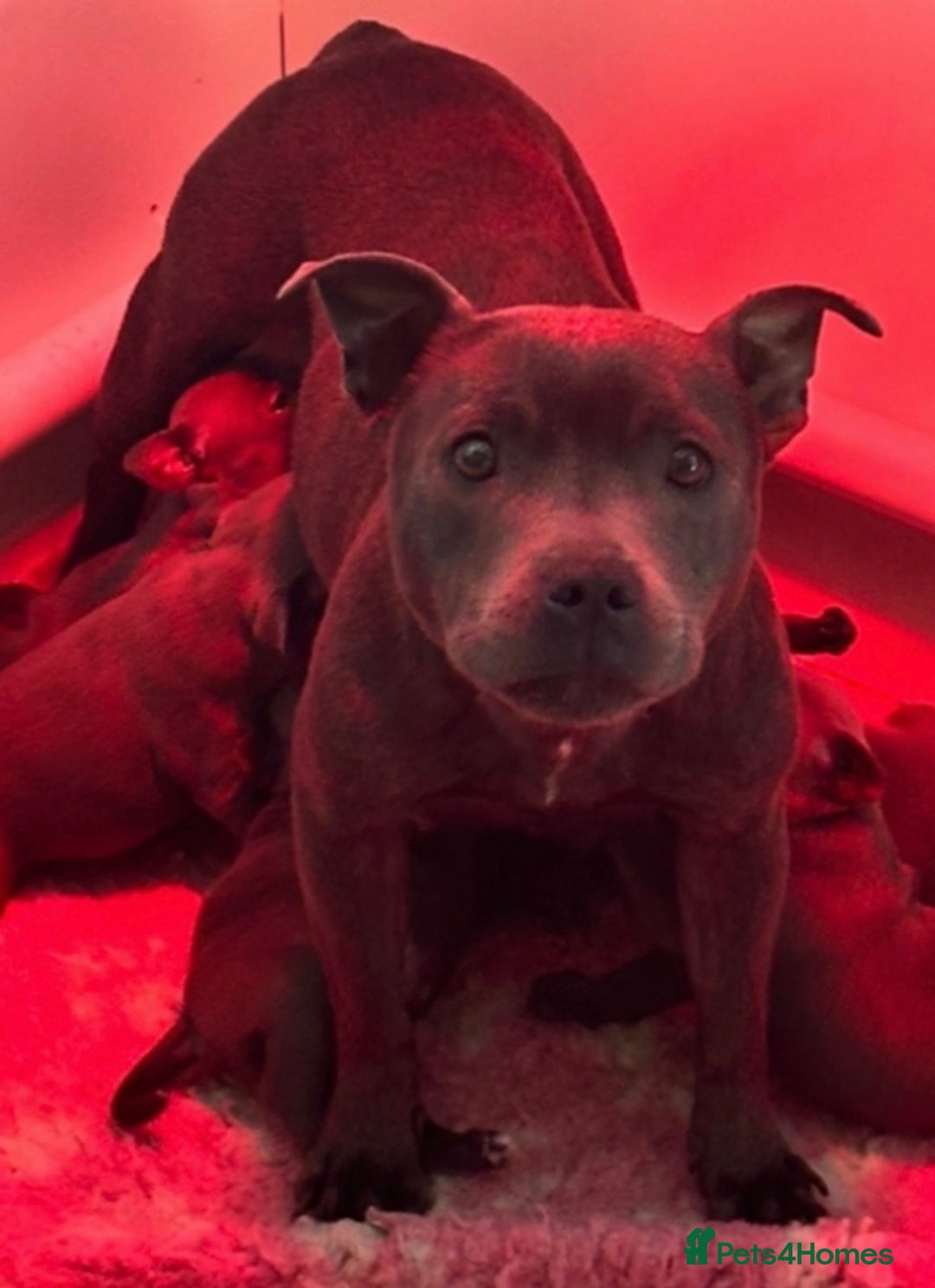 Staffordshire Bull Terrier dogs for sale: KC Registered/Health Tested Blue SBT Puppies - Advert 36