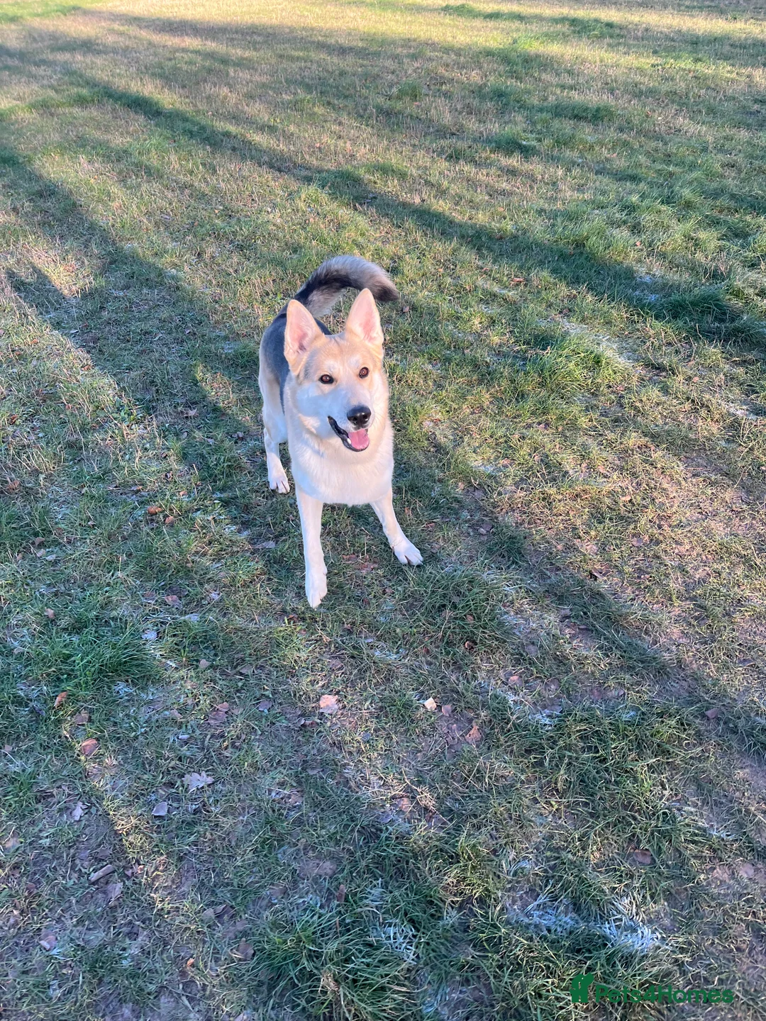 German Shepherd dogs for stud: Exceptional bi-coloured German Shepherd  - Advert 3