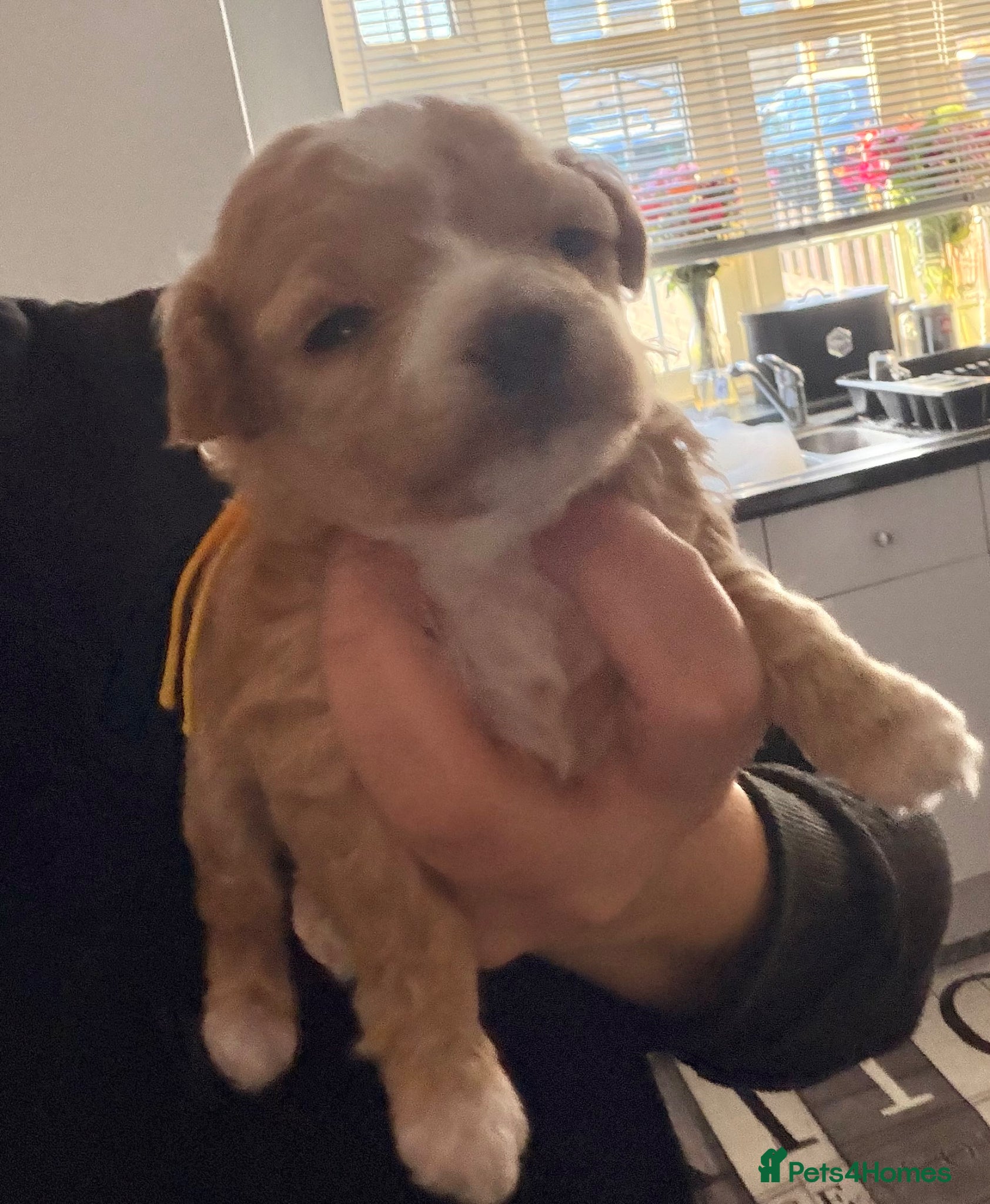 Maltipoo dogs f1 TOY maltipoos,parents dna health clear🏆blood - Advert 15