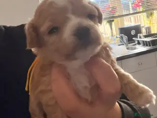 Maltipoo dogs f1 TOY maltipoos,parents dna health clear🏆blood - Advert 13