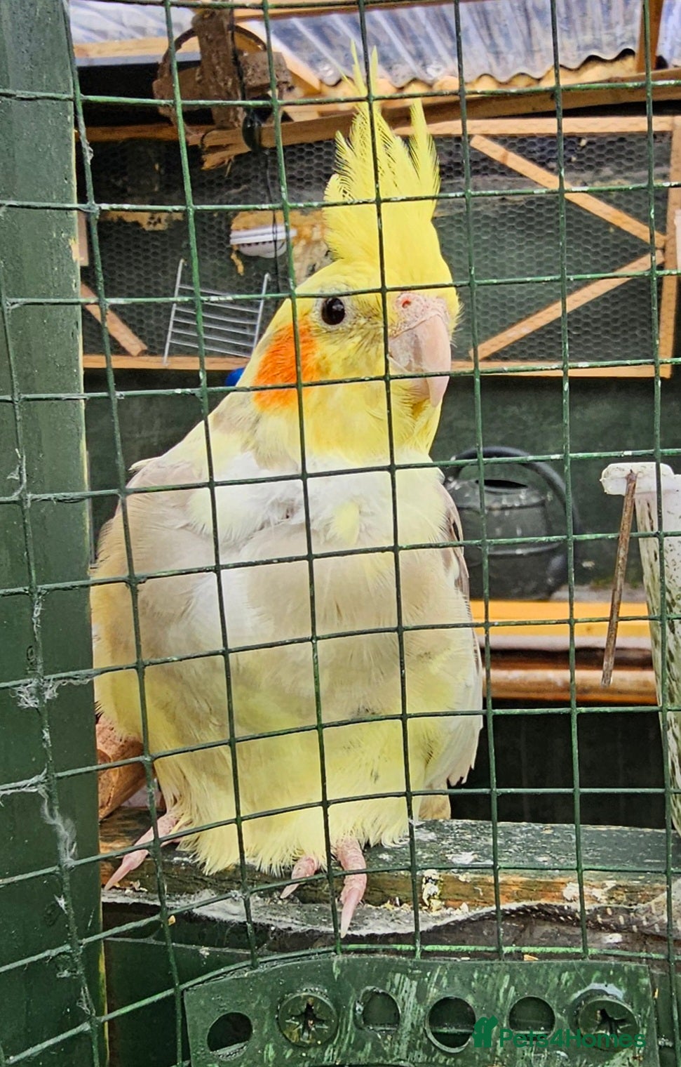 Cockatiels birds Mr mriss - Advert 15