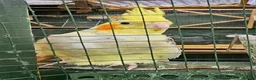 Cockatiels birds for sale: Mr mriss - Advert 1