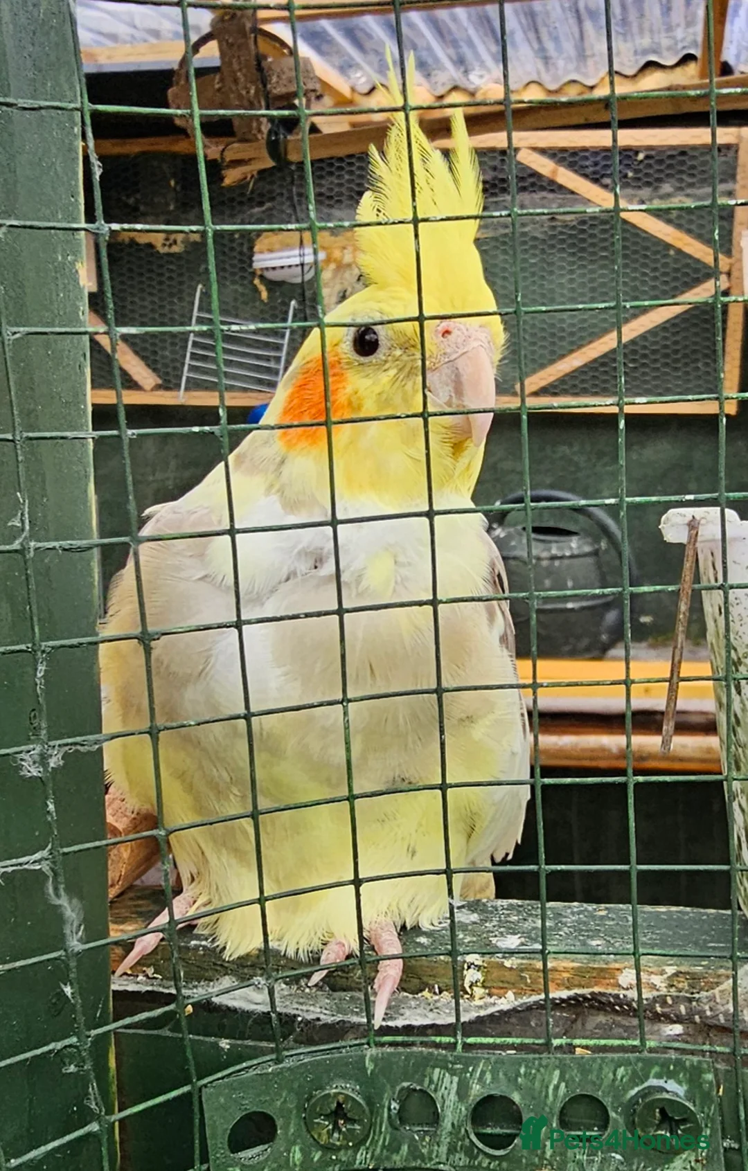 Cockatiels birds for sale: Mr mriss - Advert 1