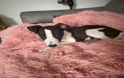 Whippet dogs for sale: KC Registered Whippet Puppies - Image 26