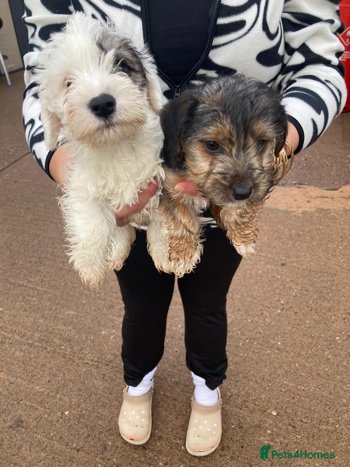 Mixed Breed dogs Lakeland crossed Sealyham terrier  - Advert 3