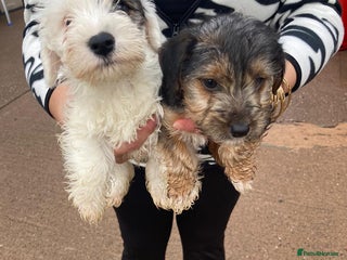 Mixed Breed dogs Lakeland crossed Sealyham terrier - Advert 3