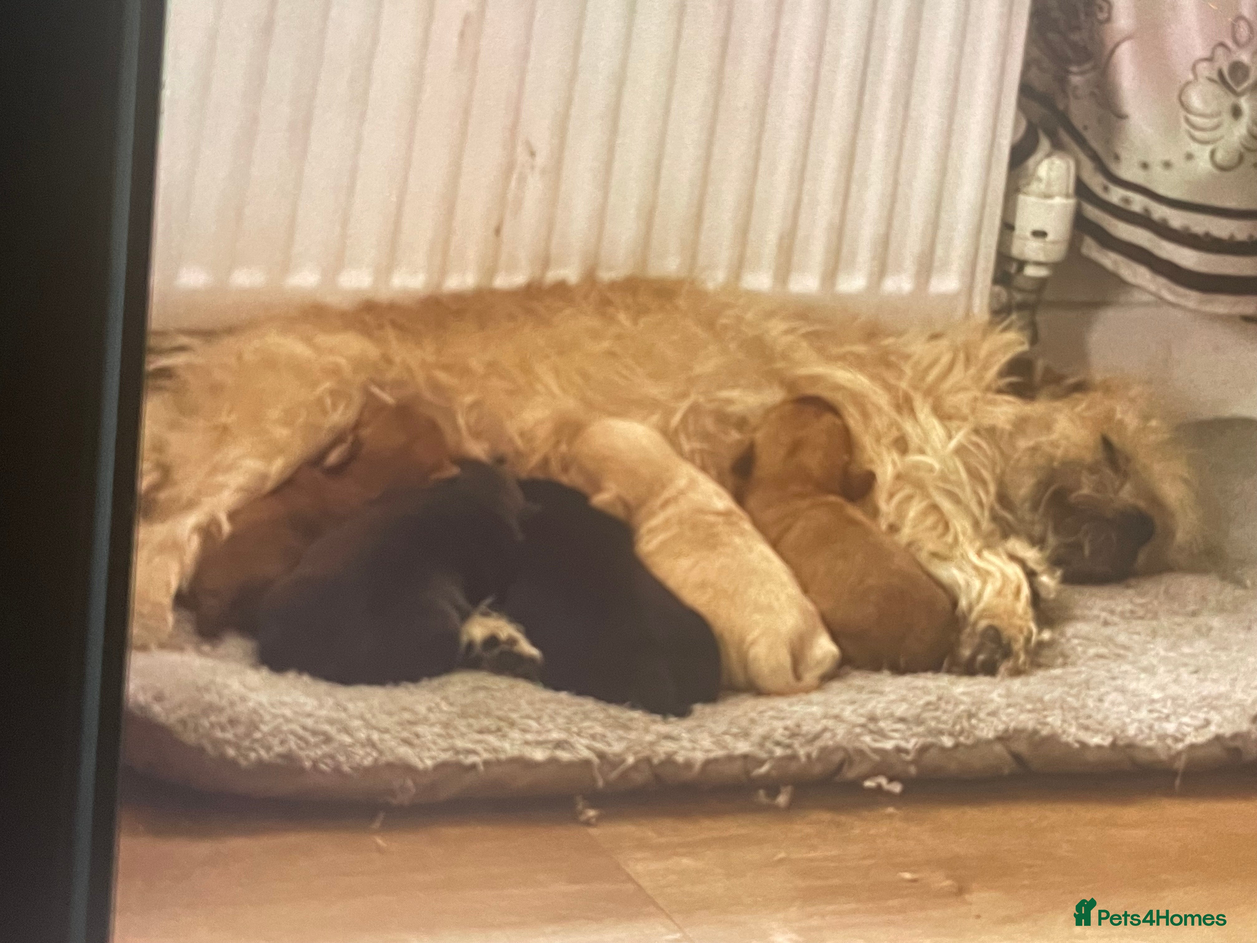 Mixed Breed dogs Norfolk terrier Cross by French bull bulldog cross - Advert 6