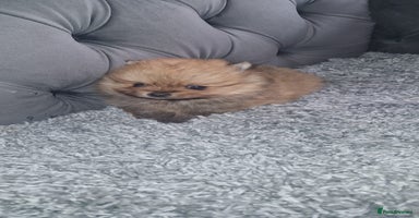 Pomeranian dogs - Advert 1