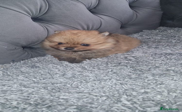 Pomeranian dogs - Advert 5