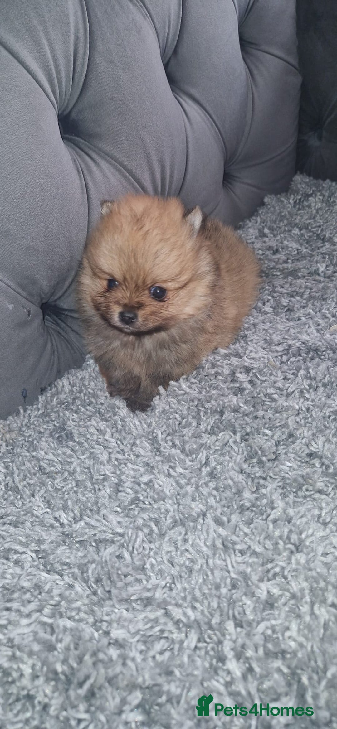 Pomeranian dogs for sale: Pomeranian Puppies  - Advert 5