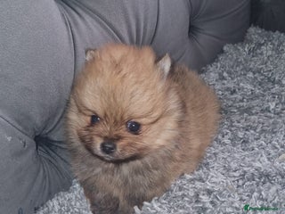 Pomeranian dogs Pomeranian Puppies - Advert 1