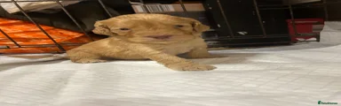 Cockapoo Puppy 1