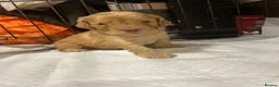 Cockapoo dogs for sale: ✨Beautiful toy cockapoo ✨ in Wrexham - Advert 2
