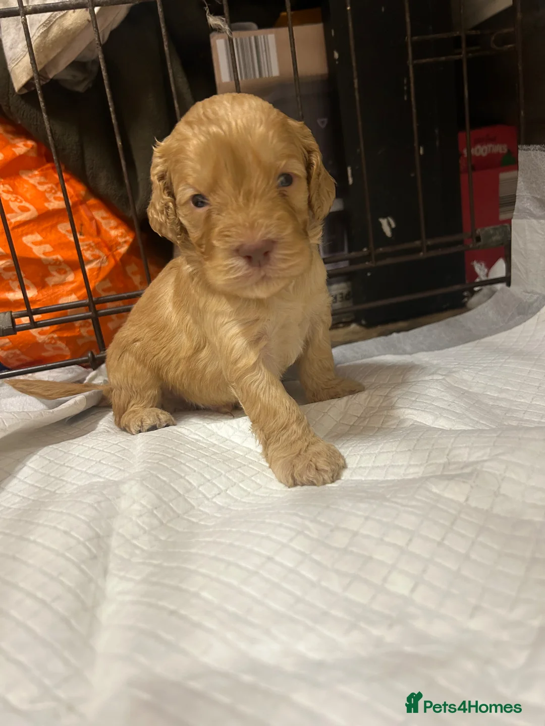 Cockapoo dogs for sale: ✨Beautiful toy cockapoo ✨ in Wrexham - Advert 2