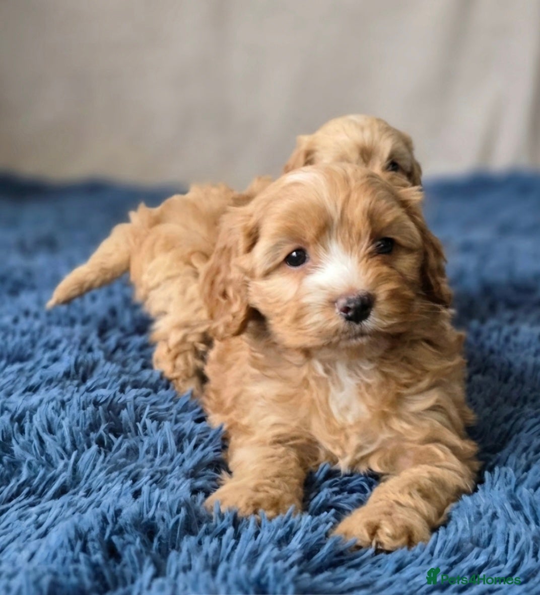 Cockapoo dogs Cockapoo puppies - Advert 16