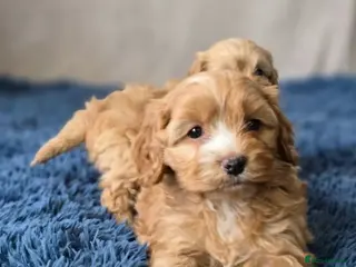 Cockapoo dogs Cockapoo puppies - Advert 16