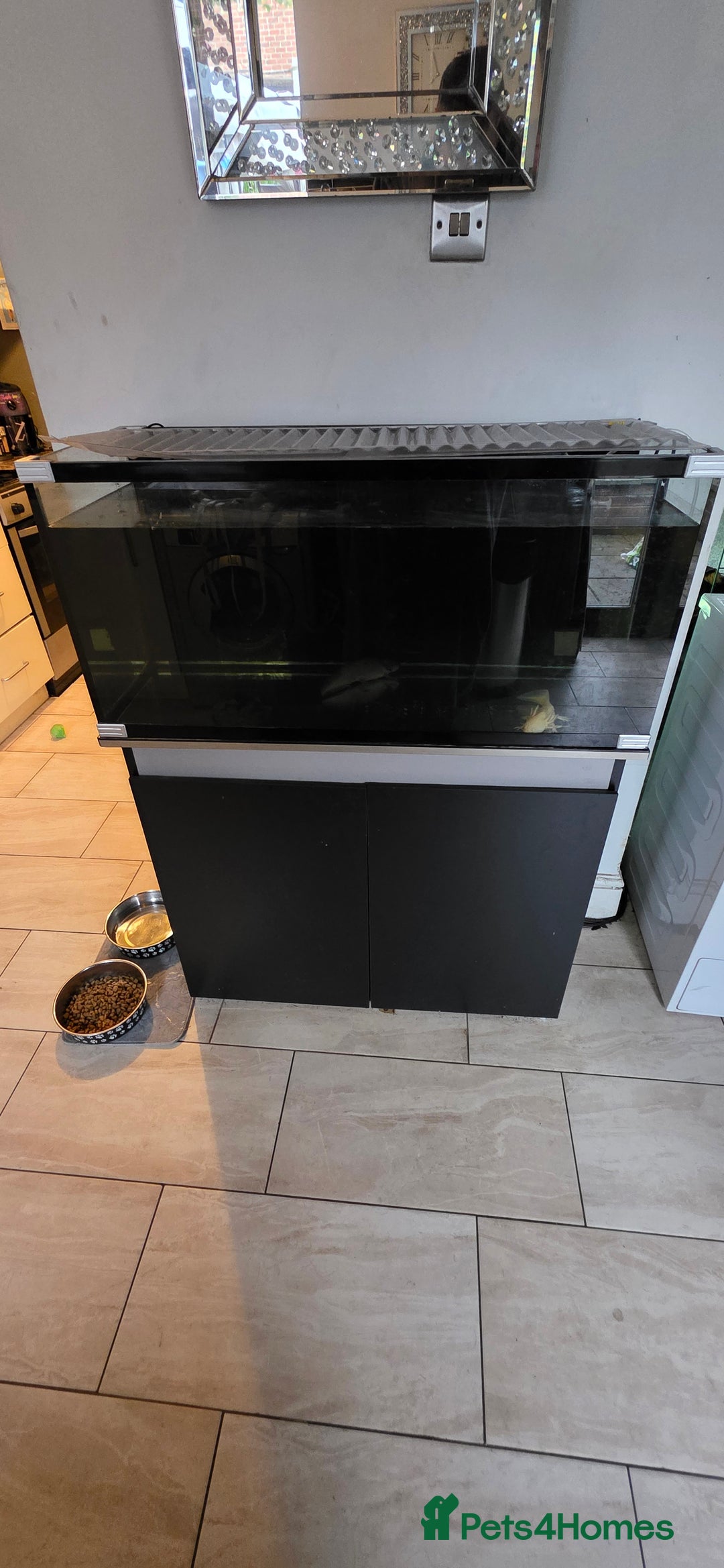 Other/Mixed Breed fish for sale: Lucistic pink axlotlt and tank set up - Image 3