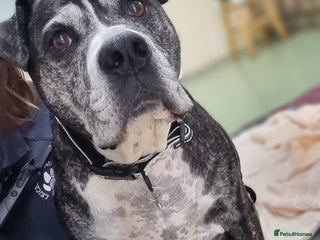 Boxer dogs - Advert 1