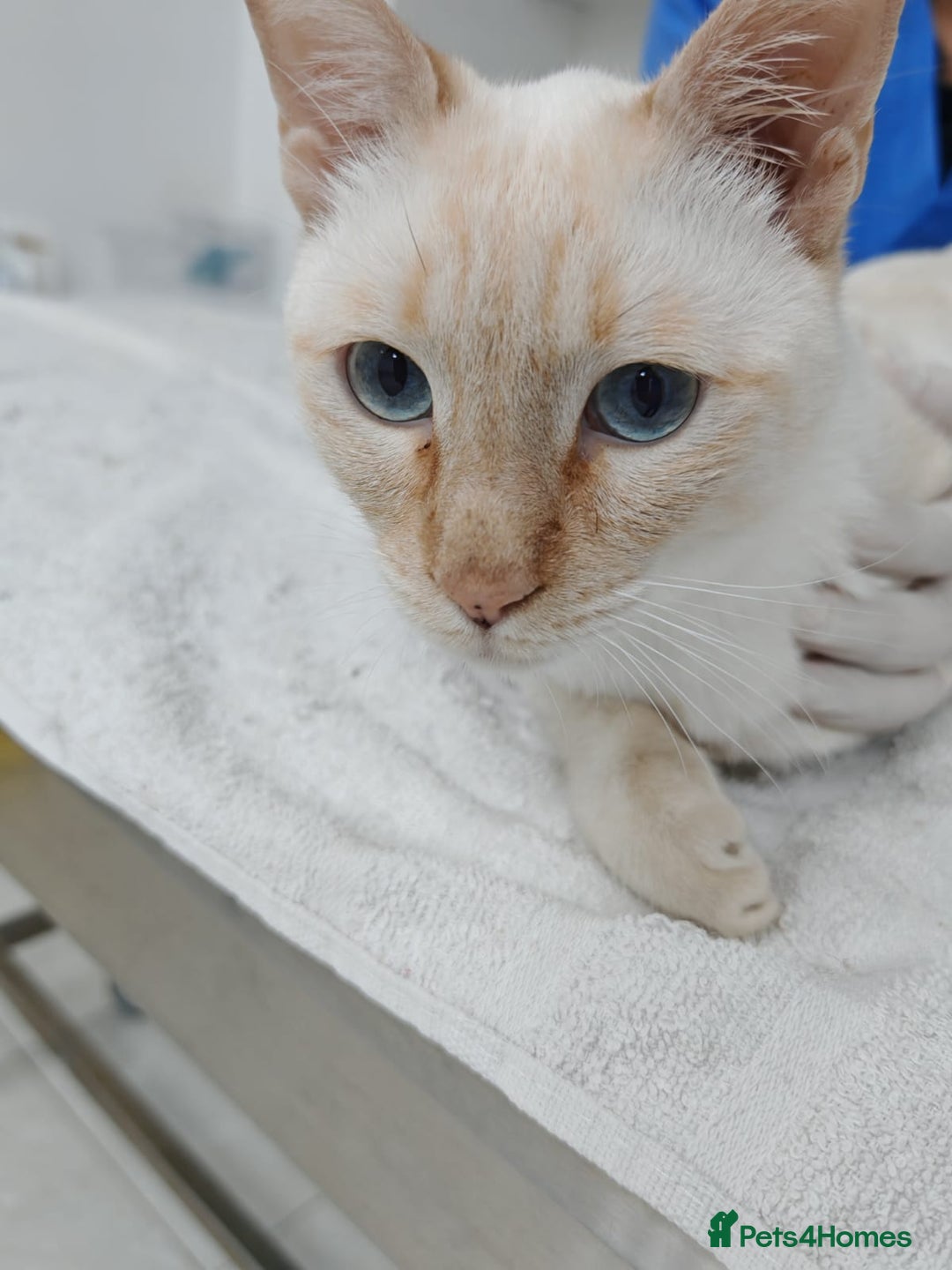 Mixed Breed cats for adoption: [Indoors Only] White Sugar - Lovely Special Boy - Advert 13