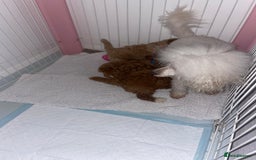 Toy Poodle dogs for sale: Toy poodles  - Image 14