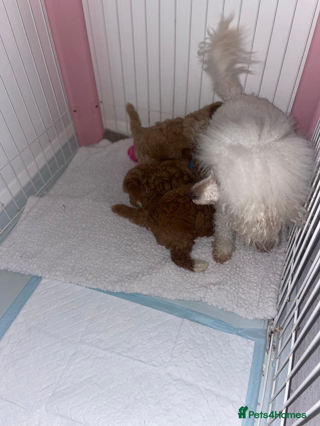 Toy Poodle dogs for sale: Toy poodles  - Image 14