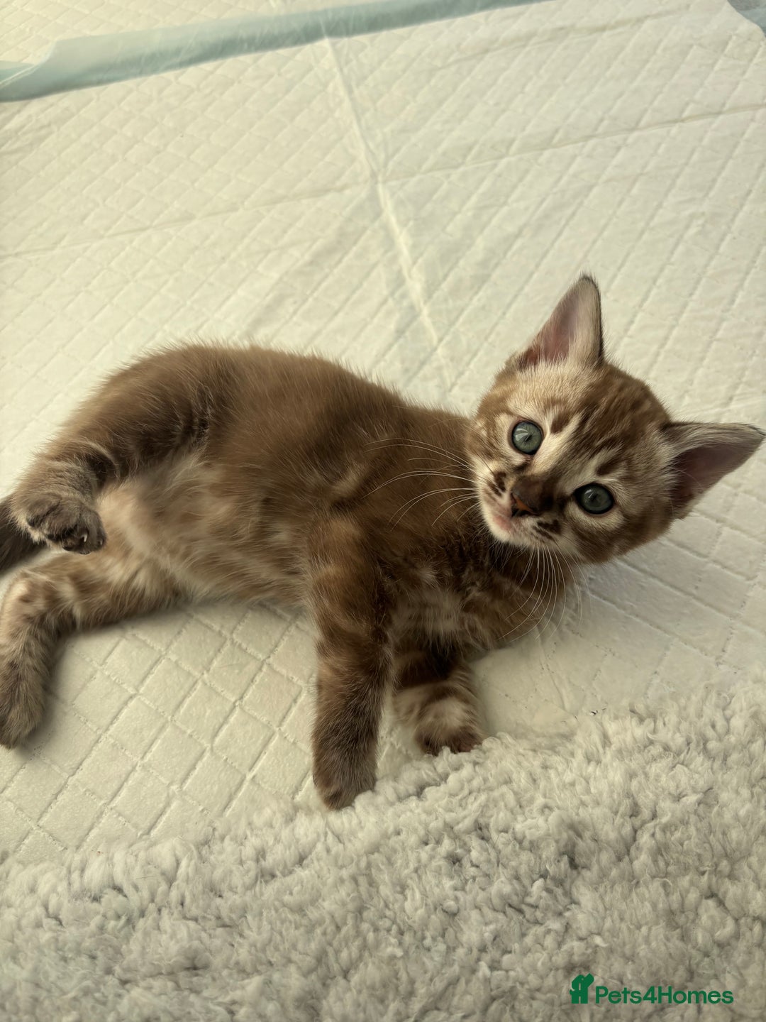 Bengal cats for sale: Pure Bengal kittens ready to go - Advert 7