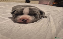 Staffordshire Bull Terrier dogs for sale: Blue and white pup  - Image 4