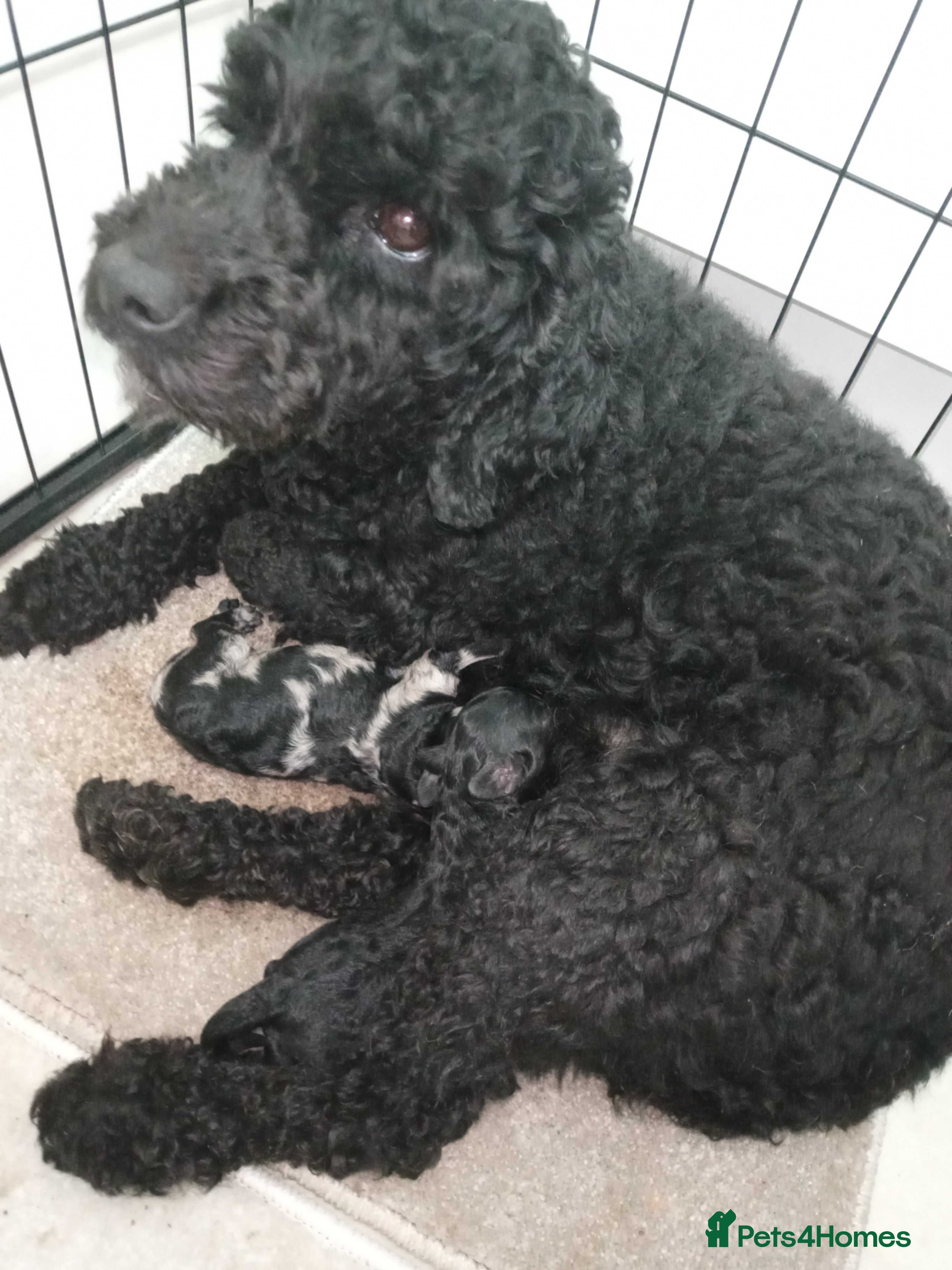 Cockapoo dogs cockerpoo girl pup's  - Advert 1