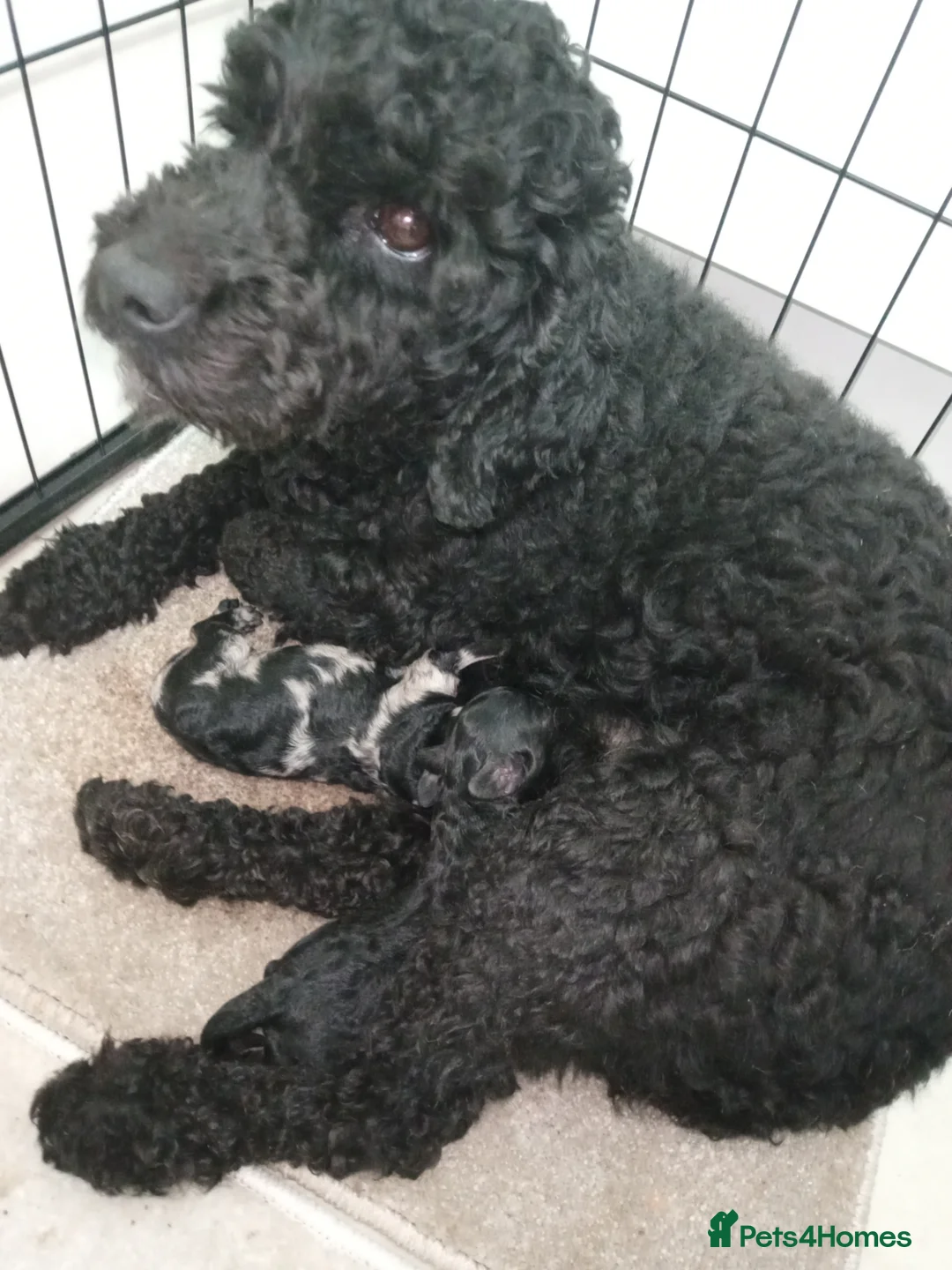 Cockapoo dogs for sale: cockerpoo girl pup's  - Advert 1