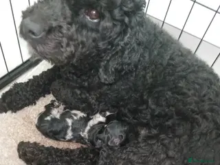 Cockapoo dogs cockerpoo girl pup's - Advert 1