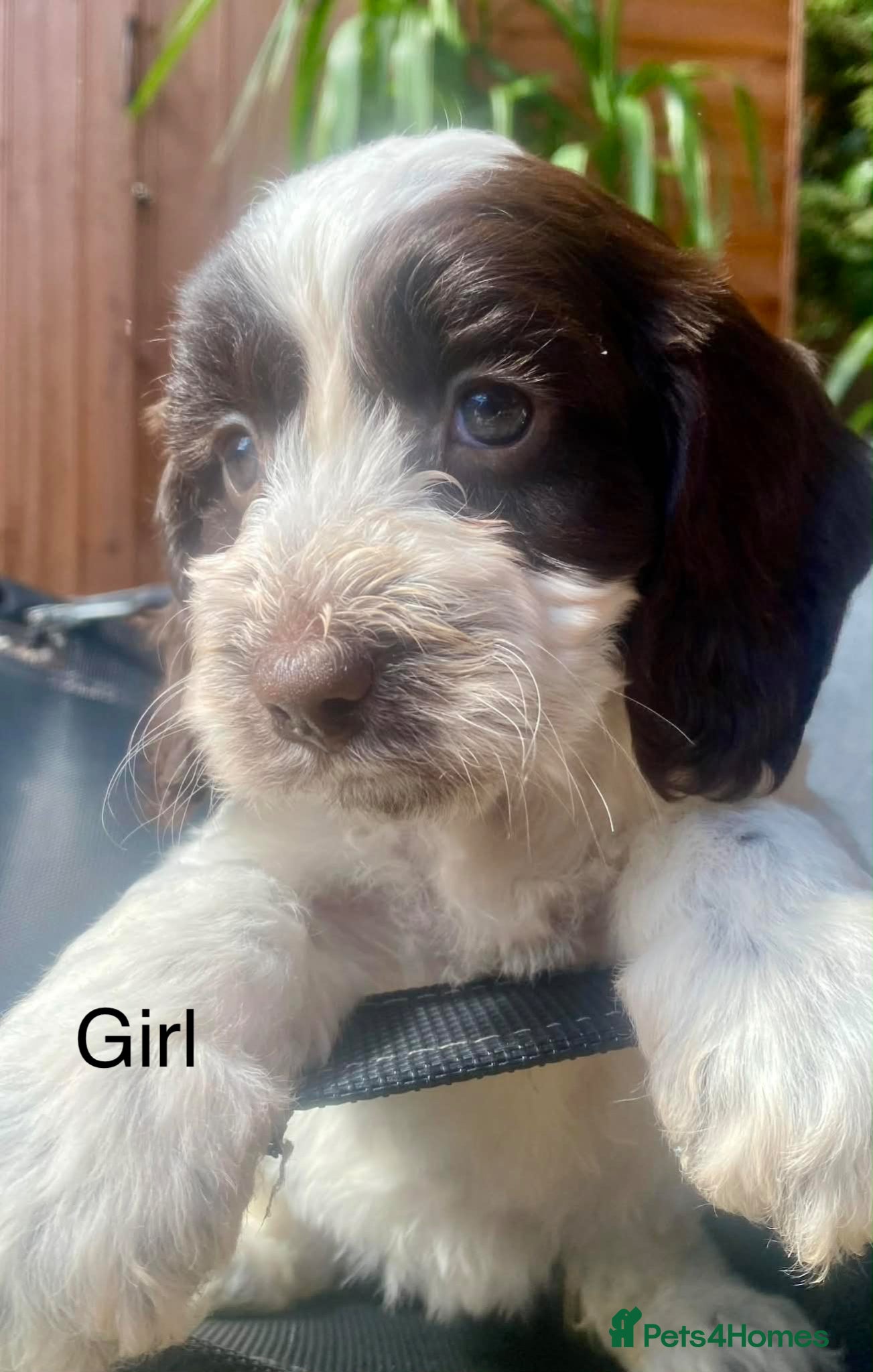 Sproodle dogs 🐶💕Adorable Sprockerpoo Puppies🐶💕 - Advert 1