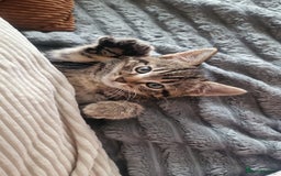 Mixed Breed cats for sale: Gorgeous Bengal X Boy Kitten 😸 💖  - Image 2
