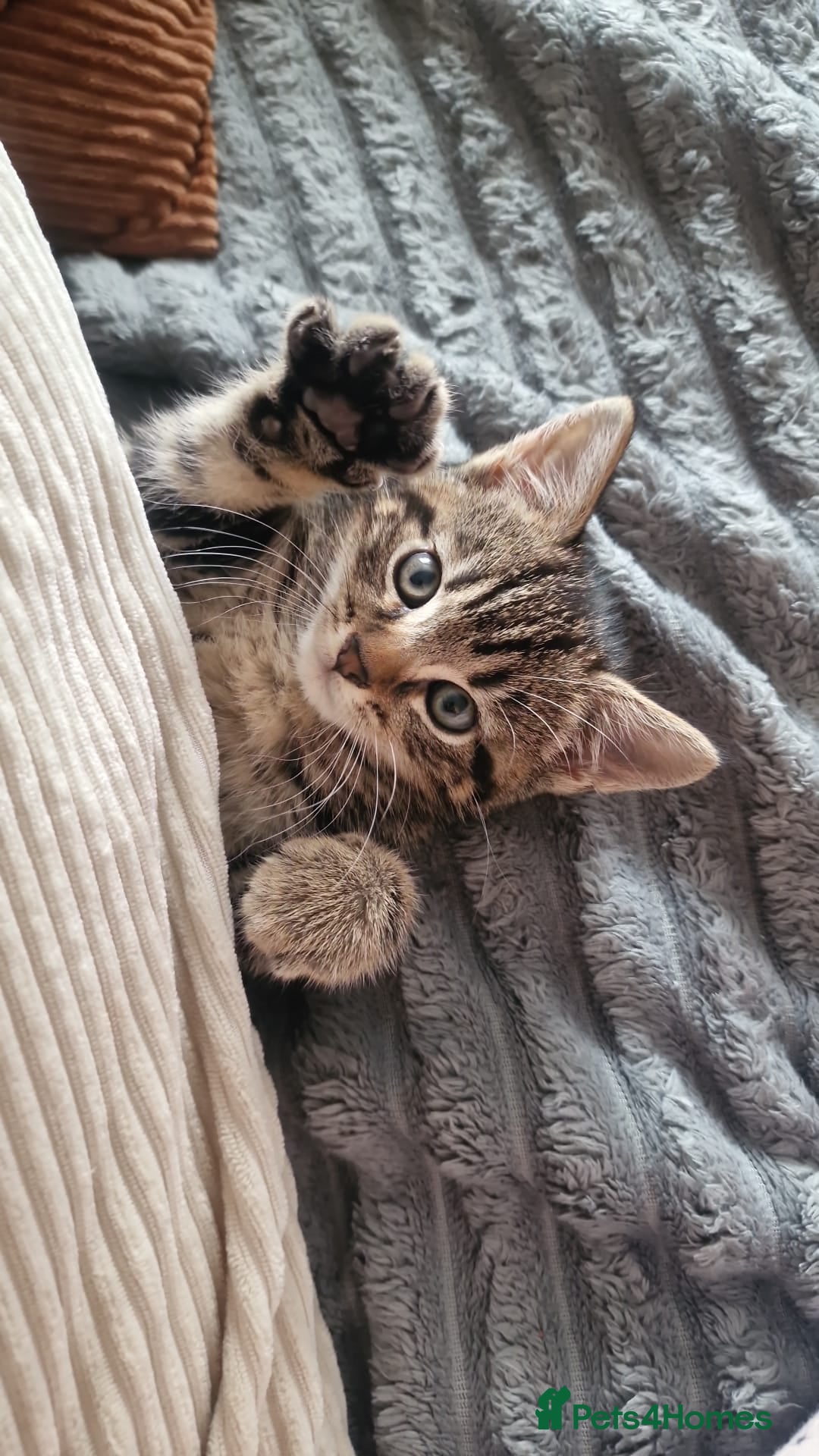 Mixed Breed cats for sale: Gorgeous Bengal X Boy Kitten 😸 💖  - Image 2
