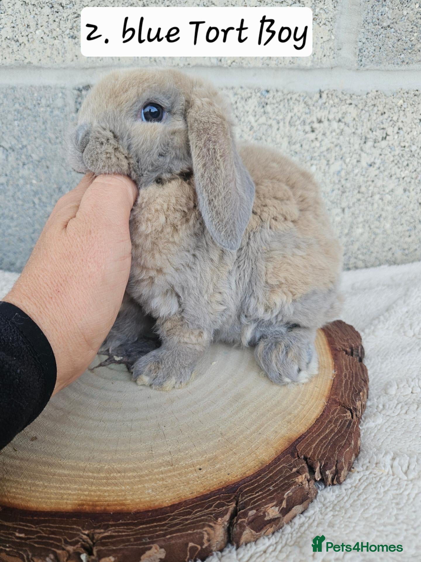 Mini Lop rabbits 🩷Ad 1 Purebred mini plush lops🩵🧸 - Advert 2