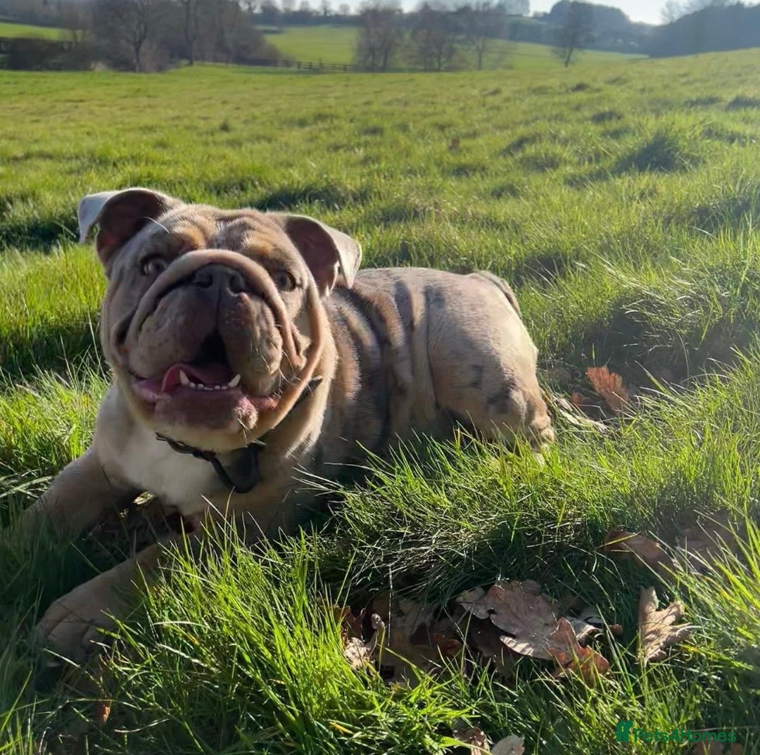 English Bulldog dogs for sale: STUNNING LITTER - Advert 3