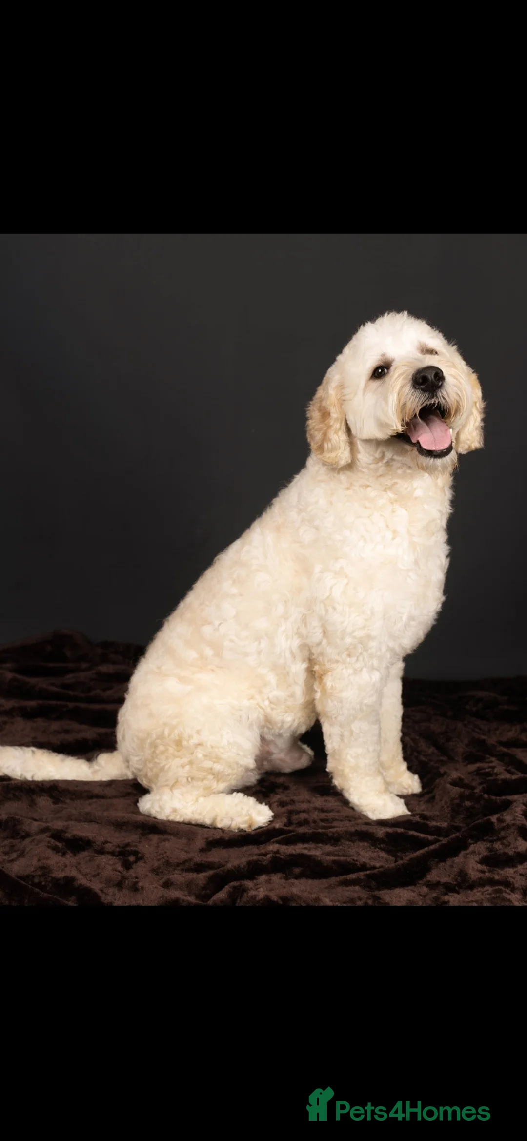 Goldendoodle dogs for stud: Goldendoodle stud Freddie - Advert 2