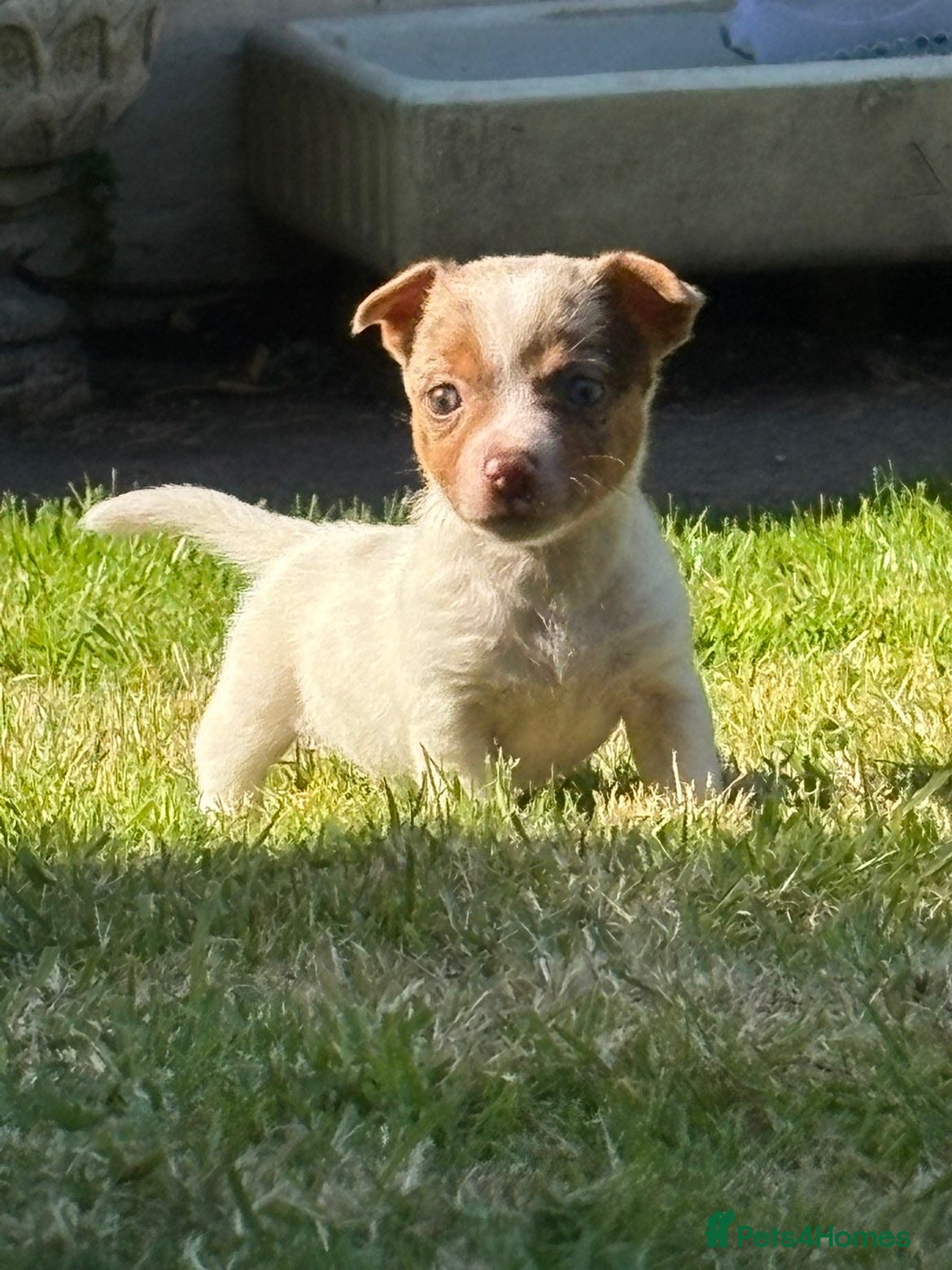 Jack Russell dogs Beautiful jackrussell pups - Advert 1