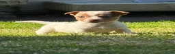 Jack Russell dogs for sale: Beautiful jackrussell pups - Advert 1