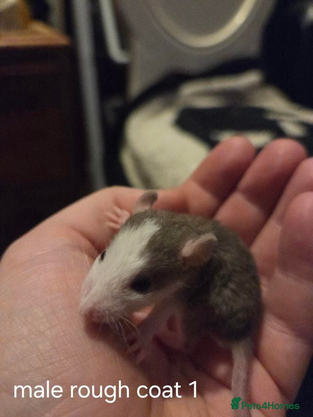 Rat rodents Dumbos and fancy rats ready now.  - Advert 2