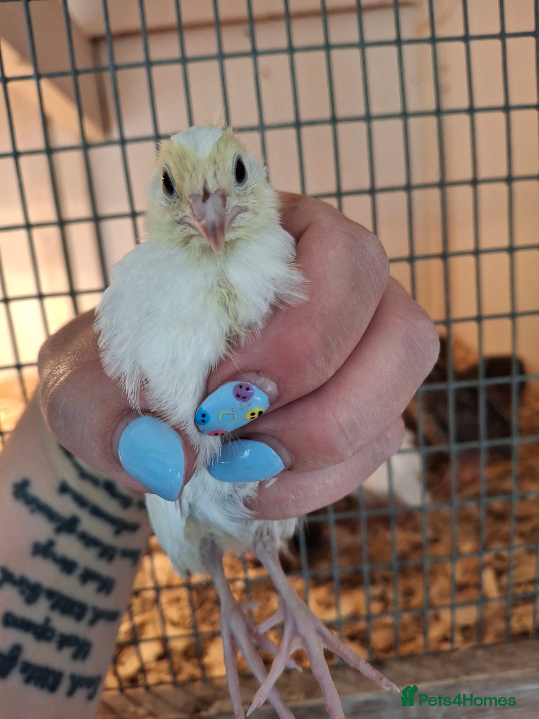 Quail poultry for sale: Coturnix quail and hatching eggs in Ellesmere - Image 2