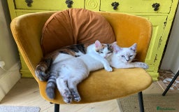 Mixed Breed cats for sale: 5 x gorgeous mixed kittens (4 left) - Image 20