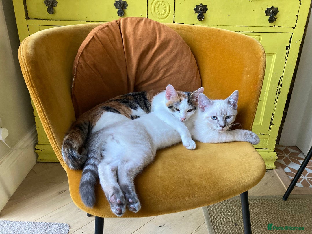 Mixed Breed cats for sale: 5 x gorgeous mixed kittens (4 left) - Image 20