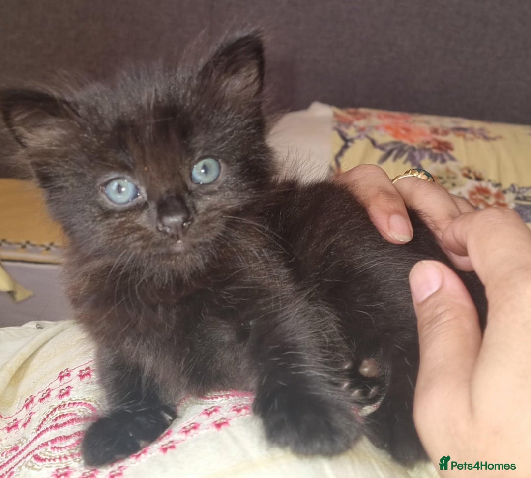 Mixed Breed cats for sale: 5 sweet and cute mixed breed n british short hair  - Image 3