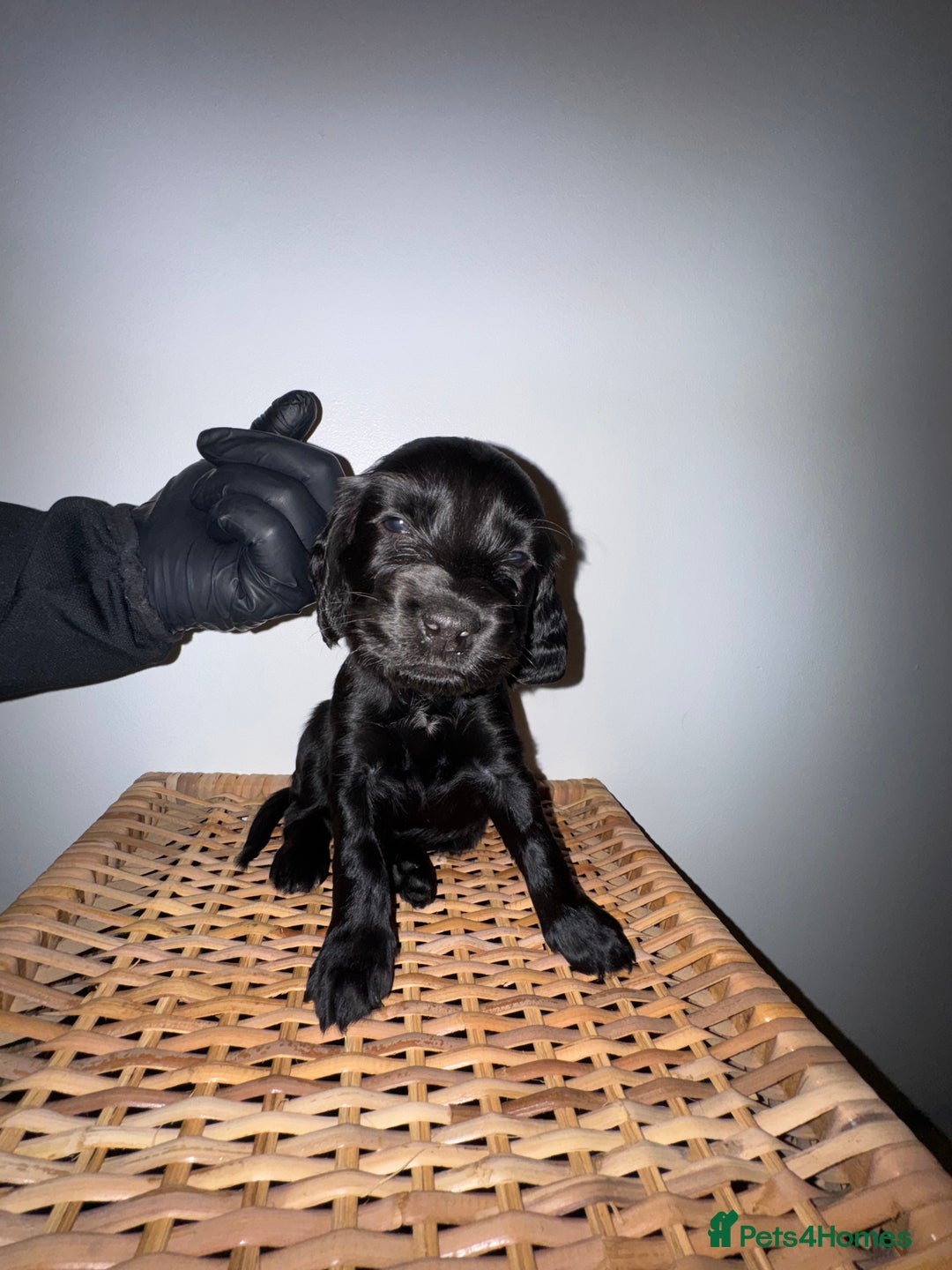 Cocker Spaniel dogs for sale: Show Cocker spaniel puppy’s 5 weeks old  - Advert 8