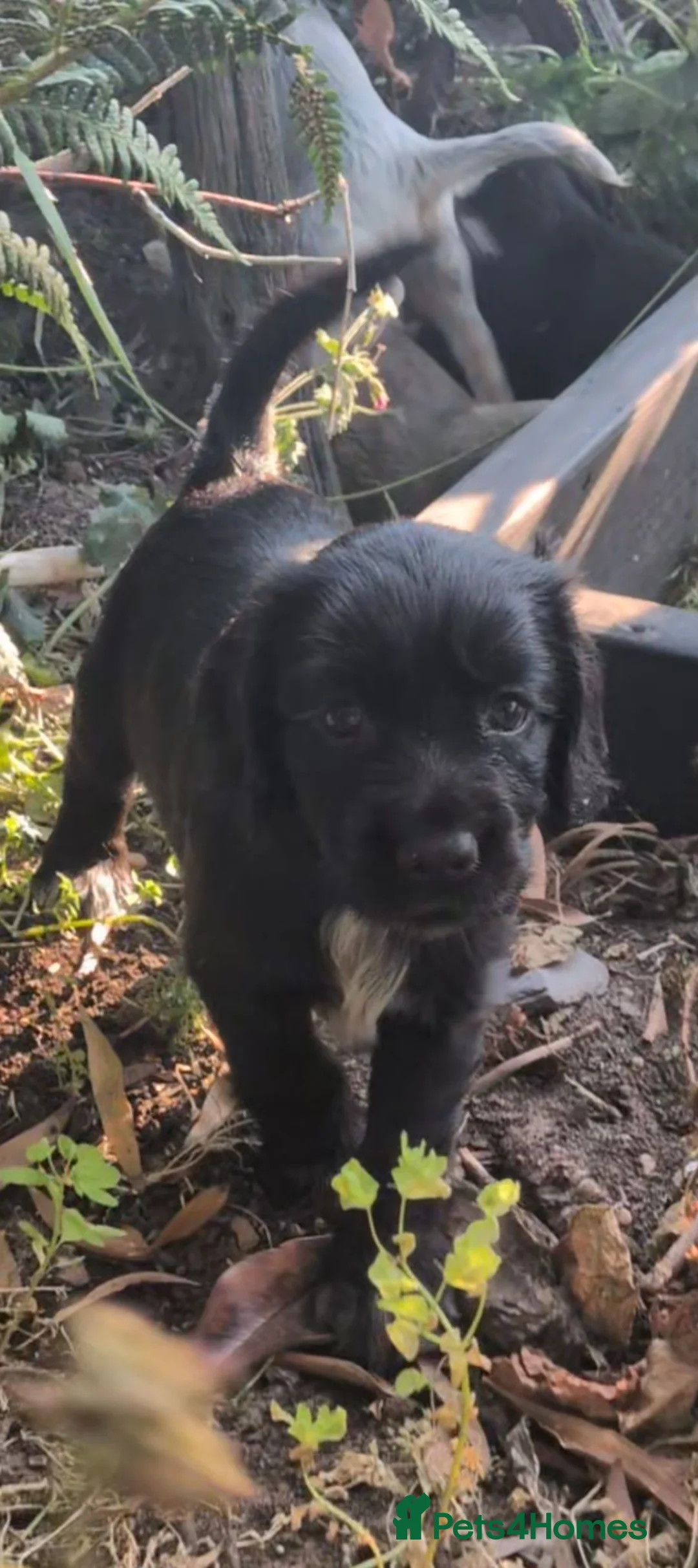 Cocker Spaniel dogs for sale: Gorgeous working cocker pups 1 Girl available  - Advert 9