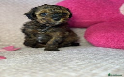 Toy Poodle dogs for sale: Tiny toy poodle puppies  - Image 15