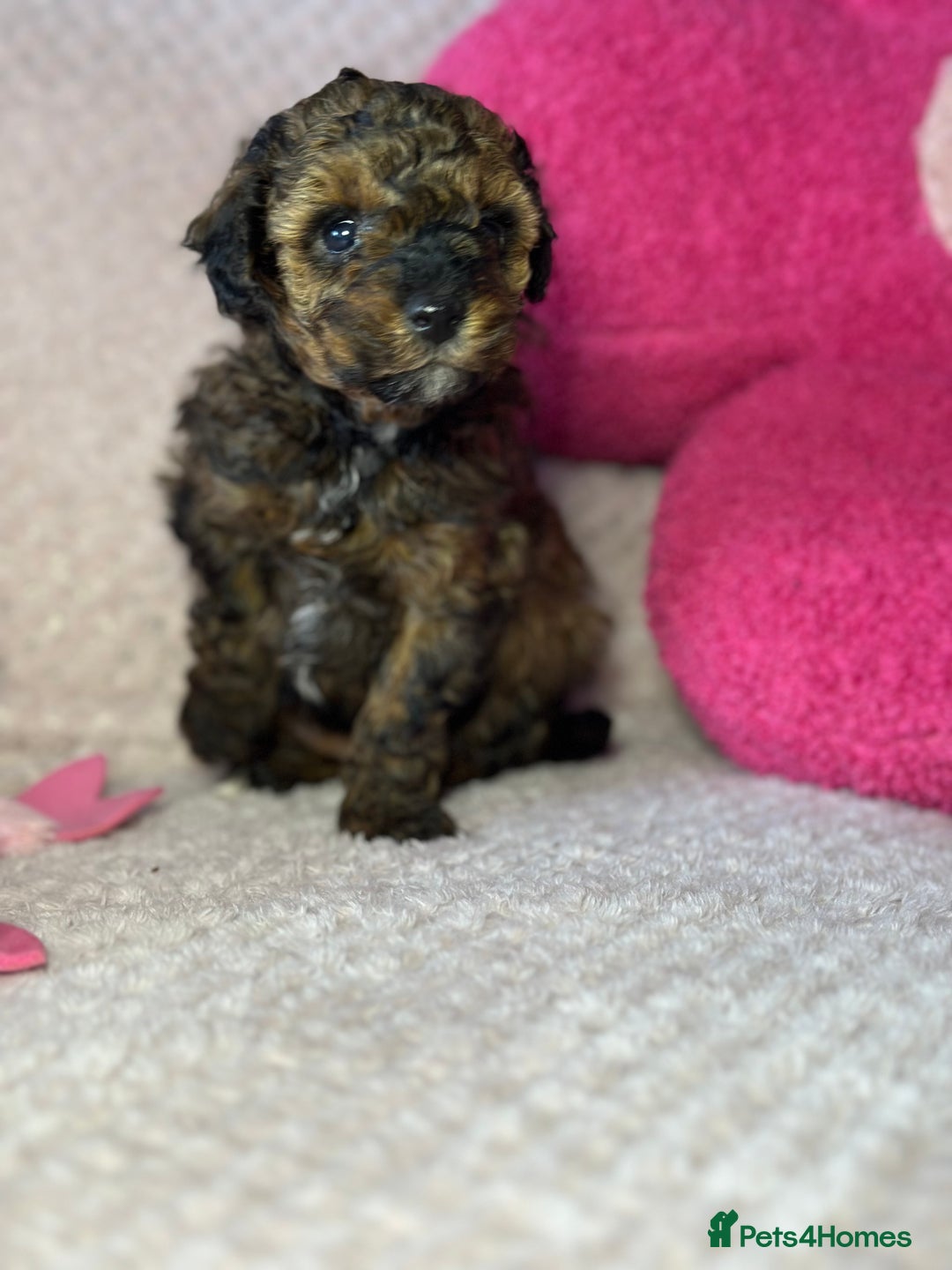 Toy Poodle dogs for sale: Tiny toy poodle puppies  - Image 15